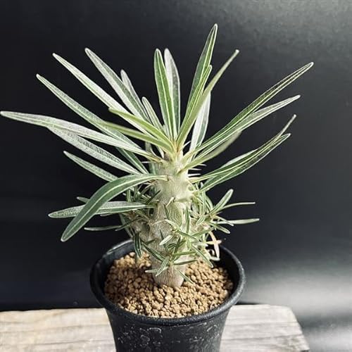 観葉植物 グラキリス パキポディウム 実生」の人気商品一覧 | 安い商品