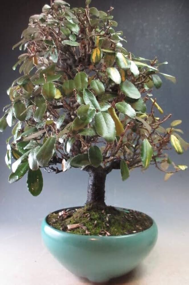 Amazon | 盆栽 斑入り寒グミの盆栽【現品】 | ヴェールモア | 観葉植物