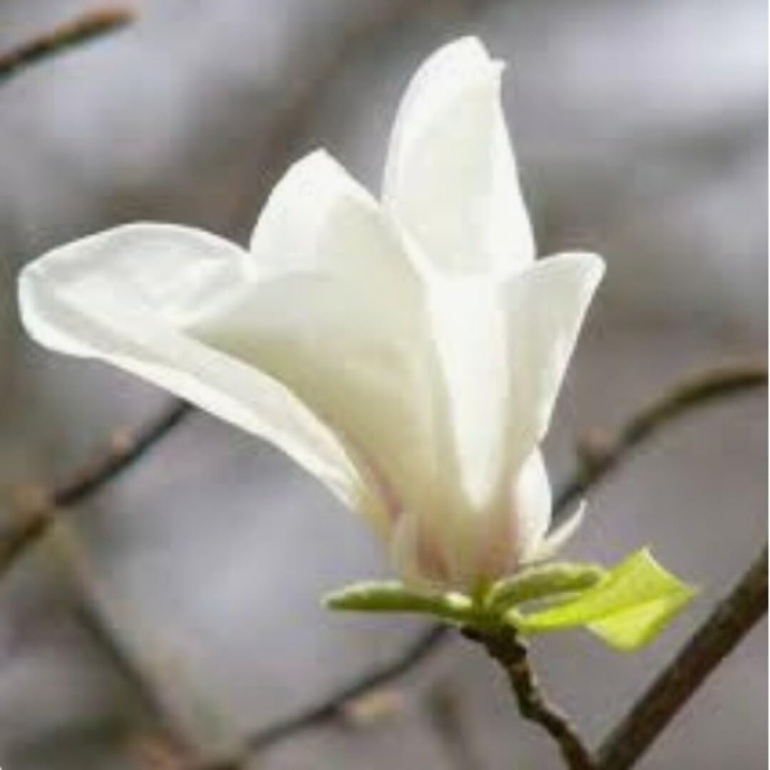 ニ*】様 斑入りモンステラホワイトタイガー大茎7株おまとめ 斑入り