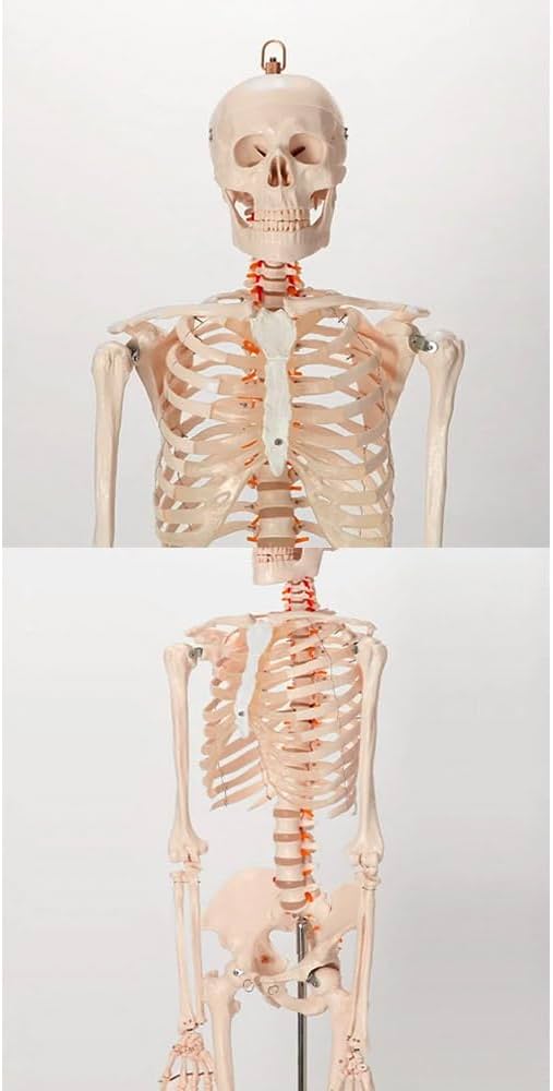 Amazon.co.jp: 等身大 人体模型 全身骨格模型 等身大 骨格模型 骨格