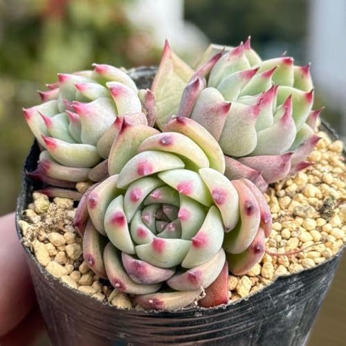 多肉植物 エケベリア 桃太郎」の人気商品一覧 | 安い商品を通販サイト