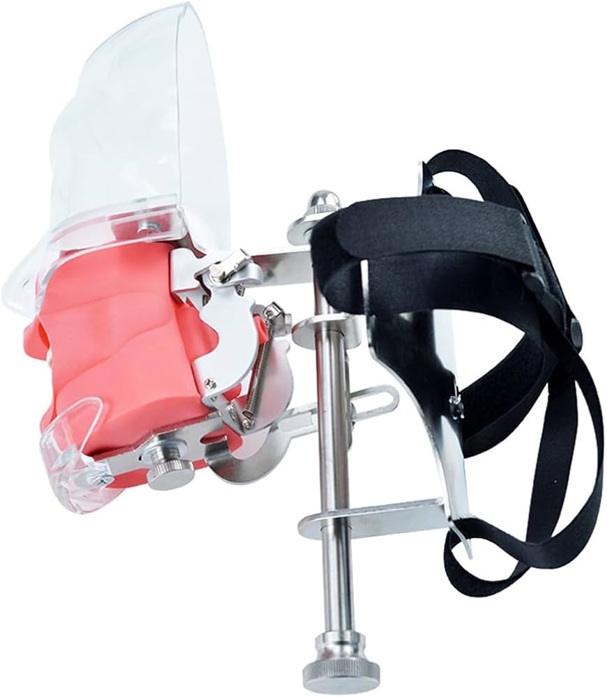 Amazon.co.jp: xixinxing 歯の模型 歯科用ファントムヘッドモデル 歯