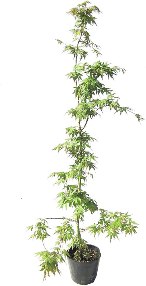 Amazon | 人気の！☆イロハモミジ☆一本立ち 樹高1.2m前後 植えやすい