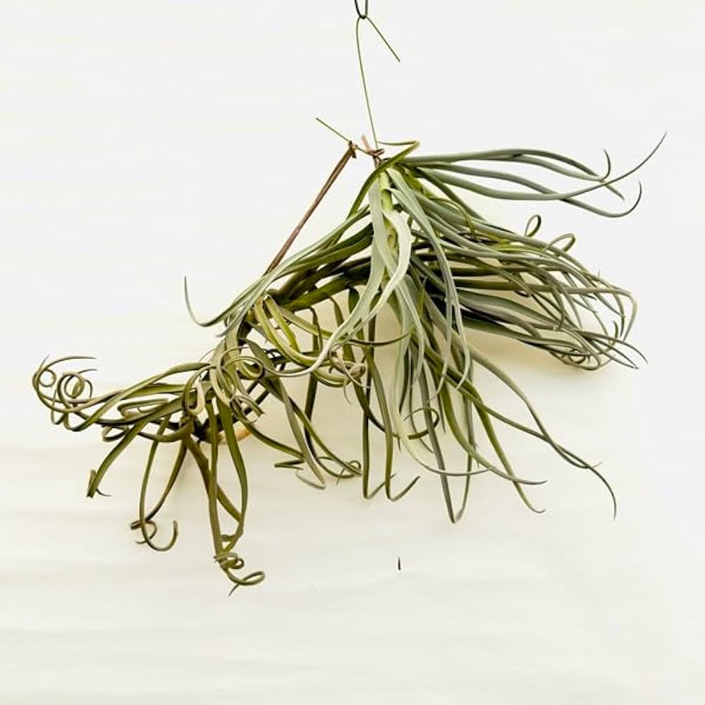 Amazon｜観葉植物：チランジア エアープランツ ドラティ 現品