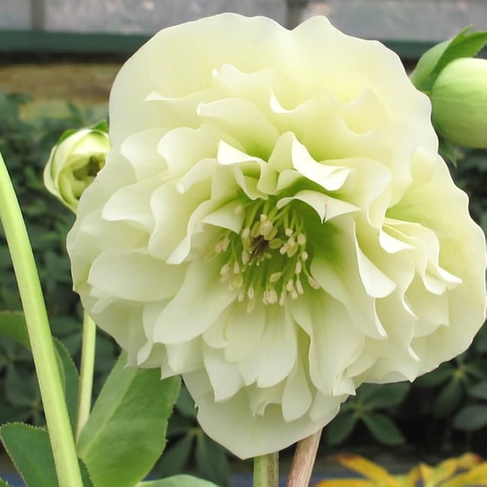 Amazon.co.jp: クリスマスローズ 苗 ホワイトプリマドレス メリクロン