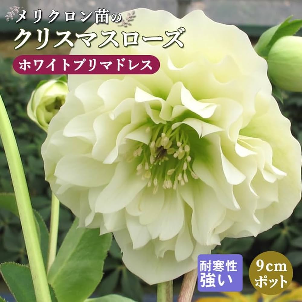 51zoPHT1ZWL._AC_UF1000,