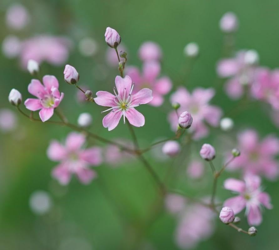 Amazon.co.jp: 秋春蒔き ほんのりと色づく可憐なピンク かすみ草