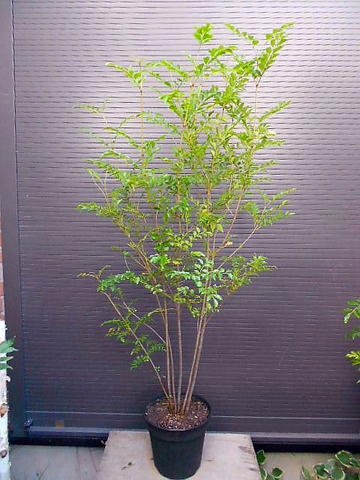 Amazon.co.jp: シマトネリコ 株立ち 全長160CM前後 10号 鉢植え : DIY