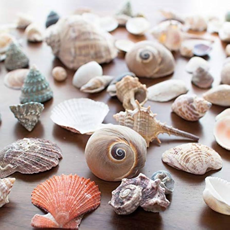 Amazon.co.jp: 天然 貝殻 セット 詰め合わせ ミックスシェル