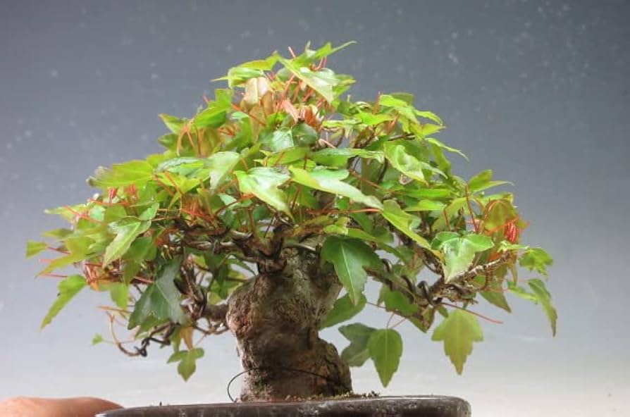 Amazon | 小品盆栽 楓（カエデ）【現品】（733816） | ヴェールモア