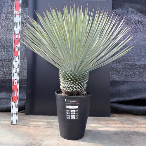 ロストラータ ユッカ」の人気商品一覧 | 安い商品を通販サイトから探す