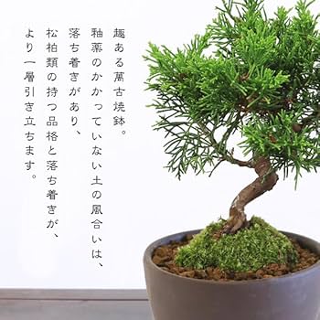 Amazon.co.jp: 遊恵盆栽 ミニ盆栽：糸魚川真柏（曲・5年生）* (萬古焼