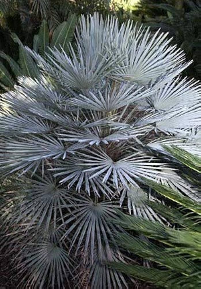 Amazon.co.jp: 【種子】Chamaerops humilis var. Cerifera◇チャメ