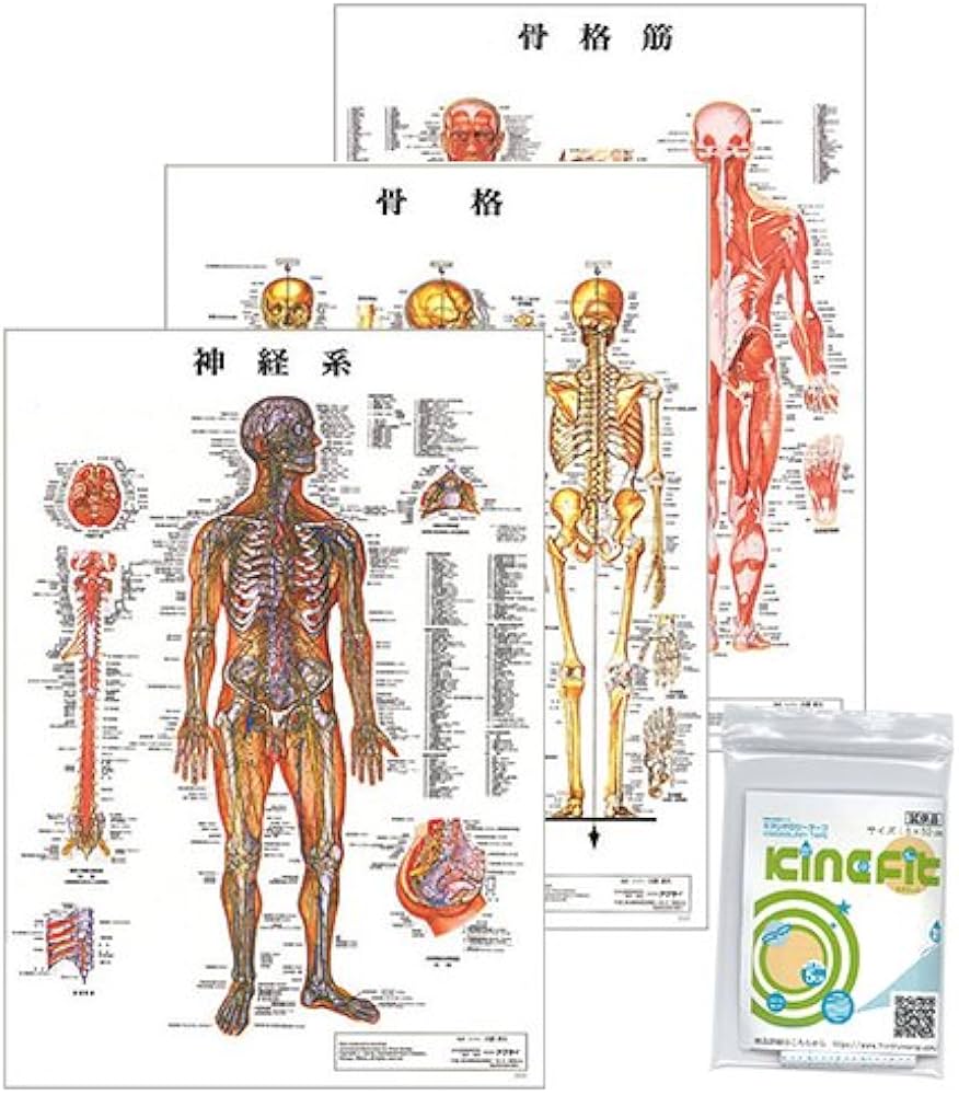 Amazon.co.jp: 人体 解剖学 チャート ポスター 3枚セット（骨格筋