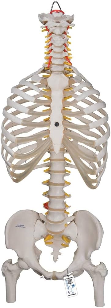 Amazon.co.jp: 胸郭付きの脊柱模型 - 脊柱可動型モデル，胸郭，大腿骨