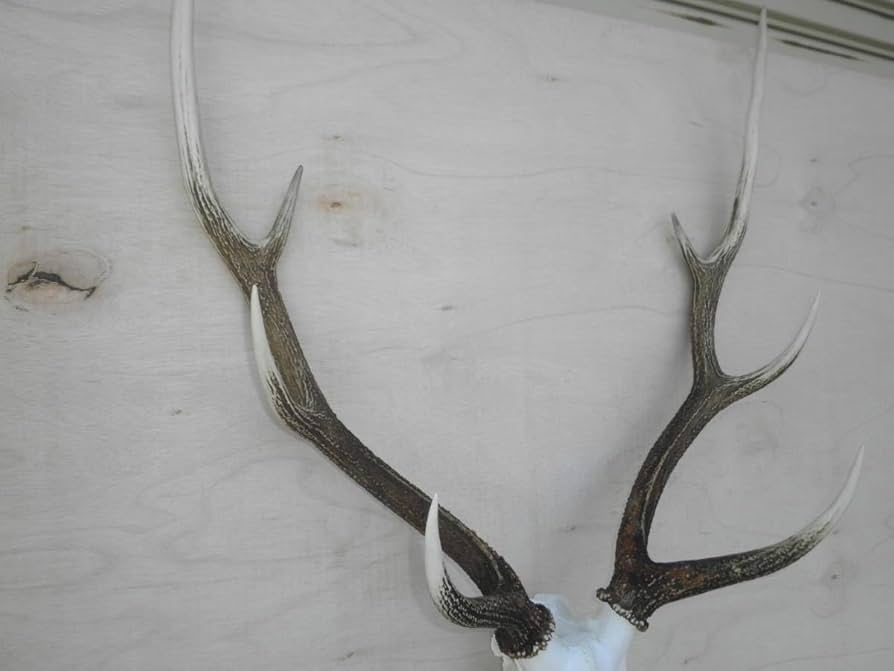 Amazon.co.jp: 北海道釧路産蝦夷鹿の角鹿角えぞ鹿エゾ鹿剥製スカル