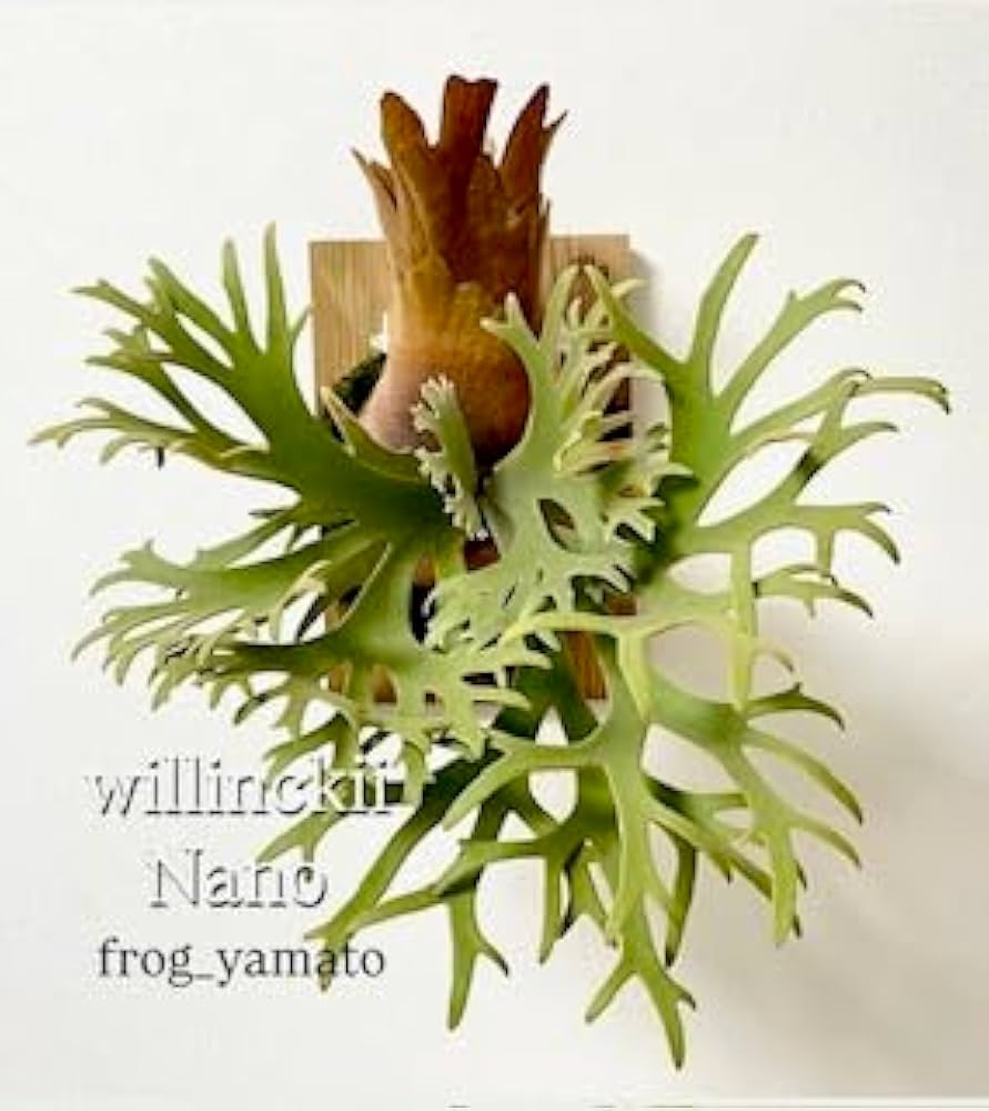 Amazon｜frog_yamato【willinckii Nano】ウィリンキー ナノ spore