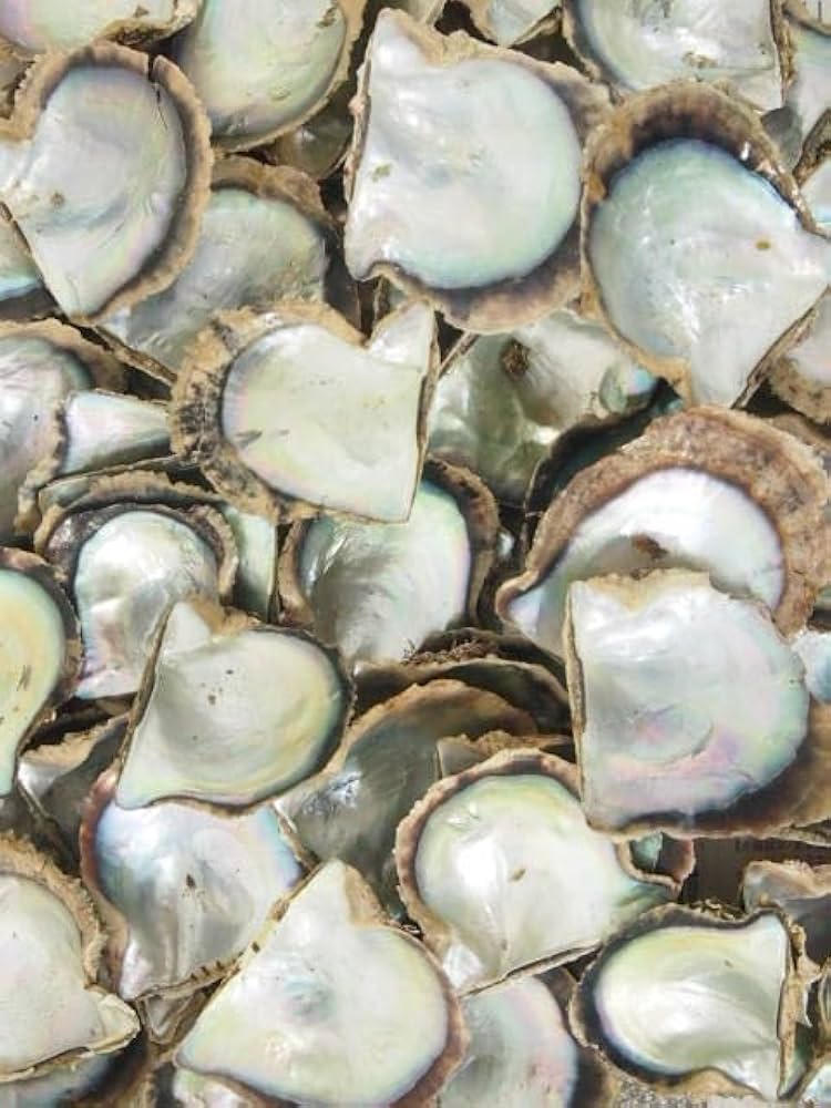 Amazon.co.jp: 【貝殻の問屋さん】国産アコヤガイ原貝(貝殻のみ)【約6