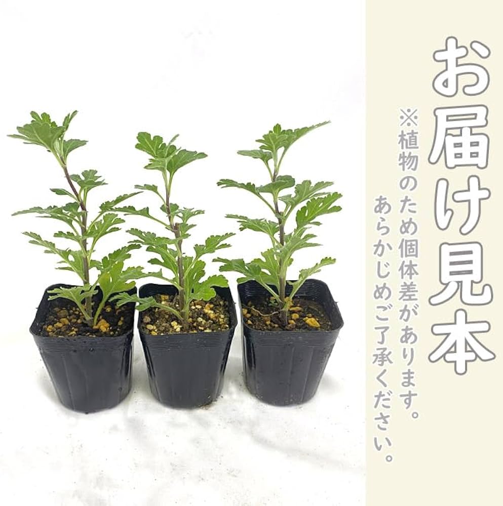 Amazon.co.jp: 花苗 お盆菊 大輪系 3種3株 （赤系・黄系・桃系） 7.5