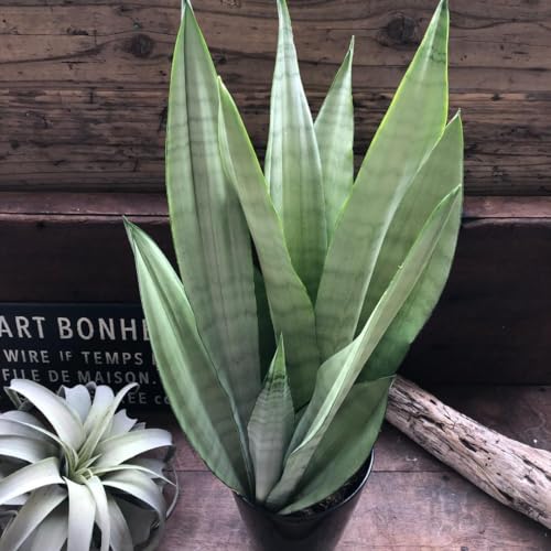 サンスベリア 希少」の人気商品一覧 | 安い商品を通販サイトから探す