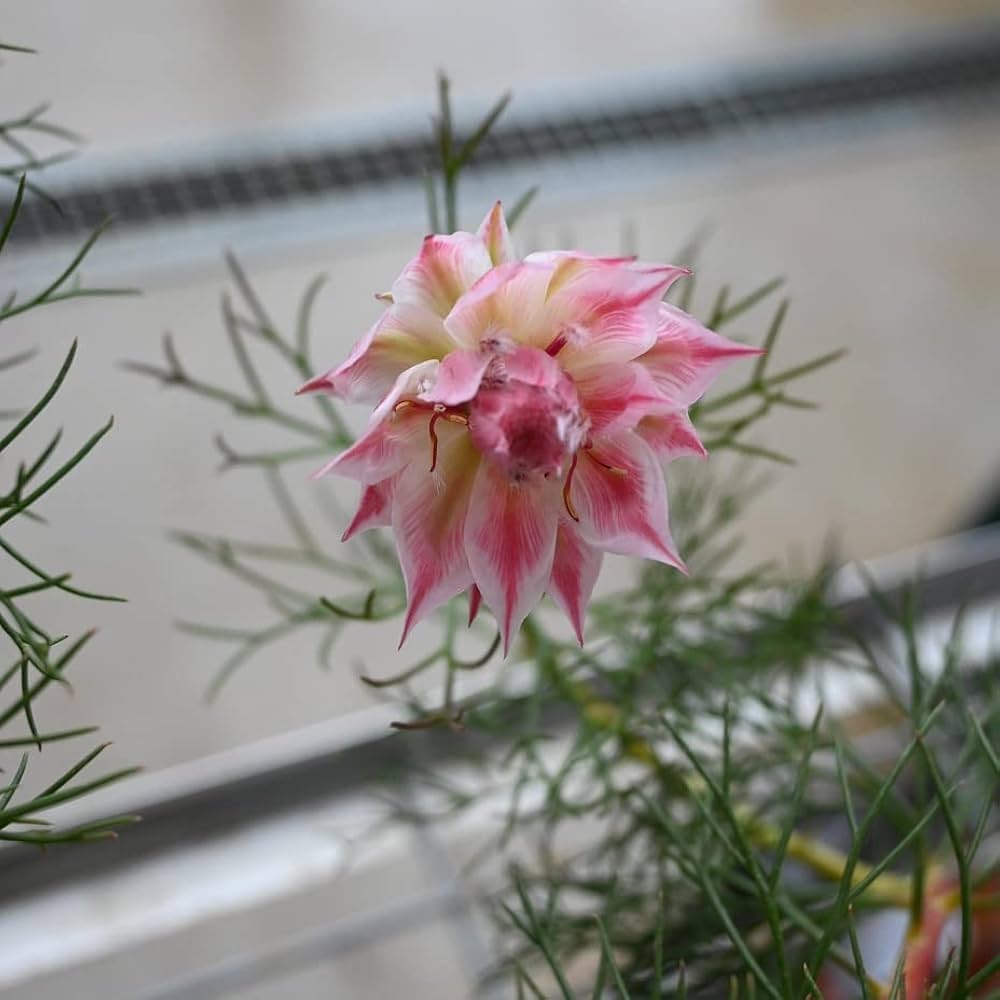 Amazon.co.jp: セルリアプリティピンク5号プラ鉢セルリア プリティ