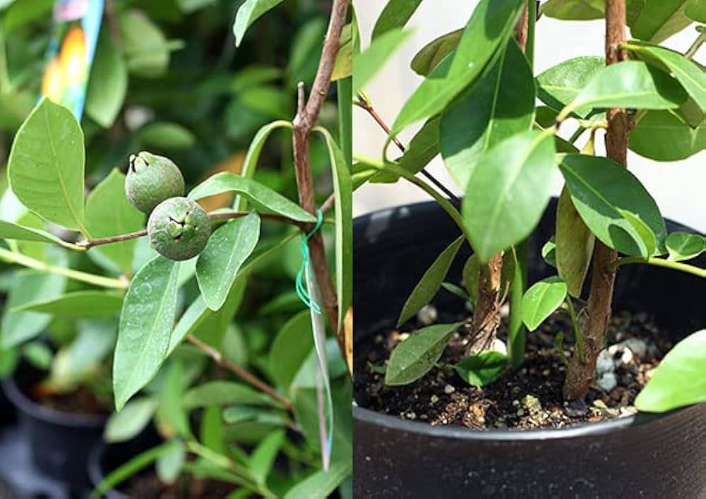 Amazon.co.jp: グアバ「イエローストロベリーグァバ」13.5cmポット苗