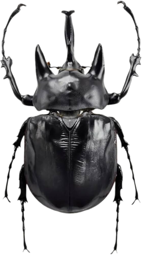 Amazon.co.jp: BACALYSO | 涅槃 アクティオンゾウカブト フィギュア