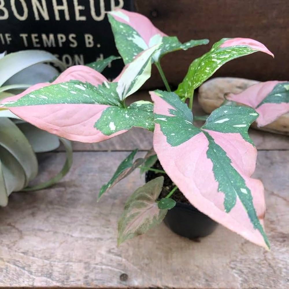 Amazon｜シンゴニウム トリカラー 希少 レッドスポット 観葉植物｜観葉