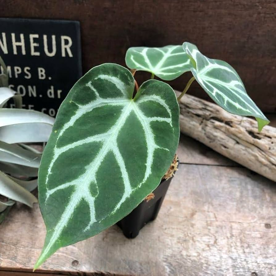 Amazon | アンスリウム SKGシルバーハイブリッド ×マグニフィカム