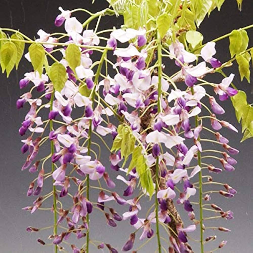 Amazon.co.jp: 苗：一才藤(大)* ふじ フジ : DIY・工具・ガーデン