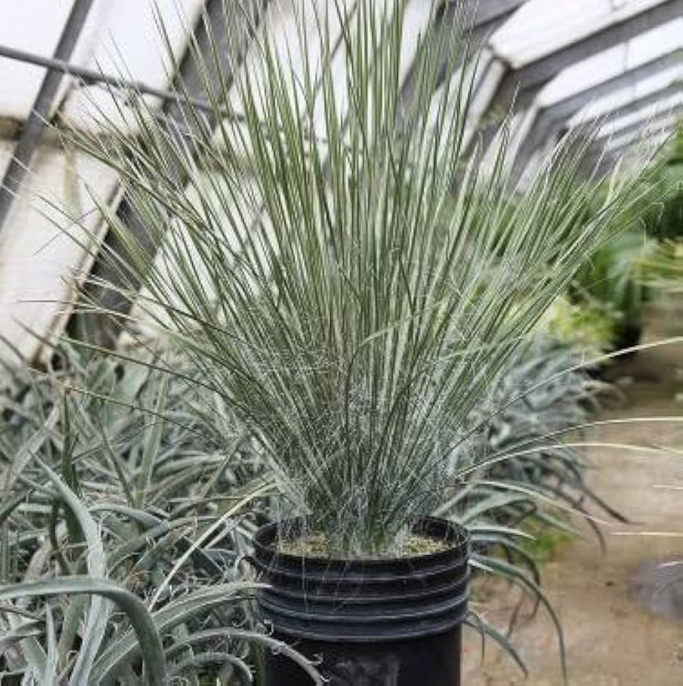 Amazon | 【種子】Yucca Elata◇ユッカ・エラータ◎種子5粒