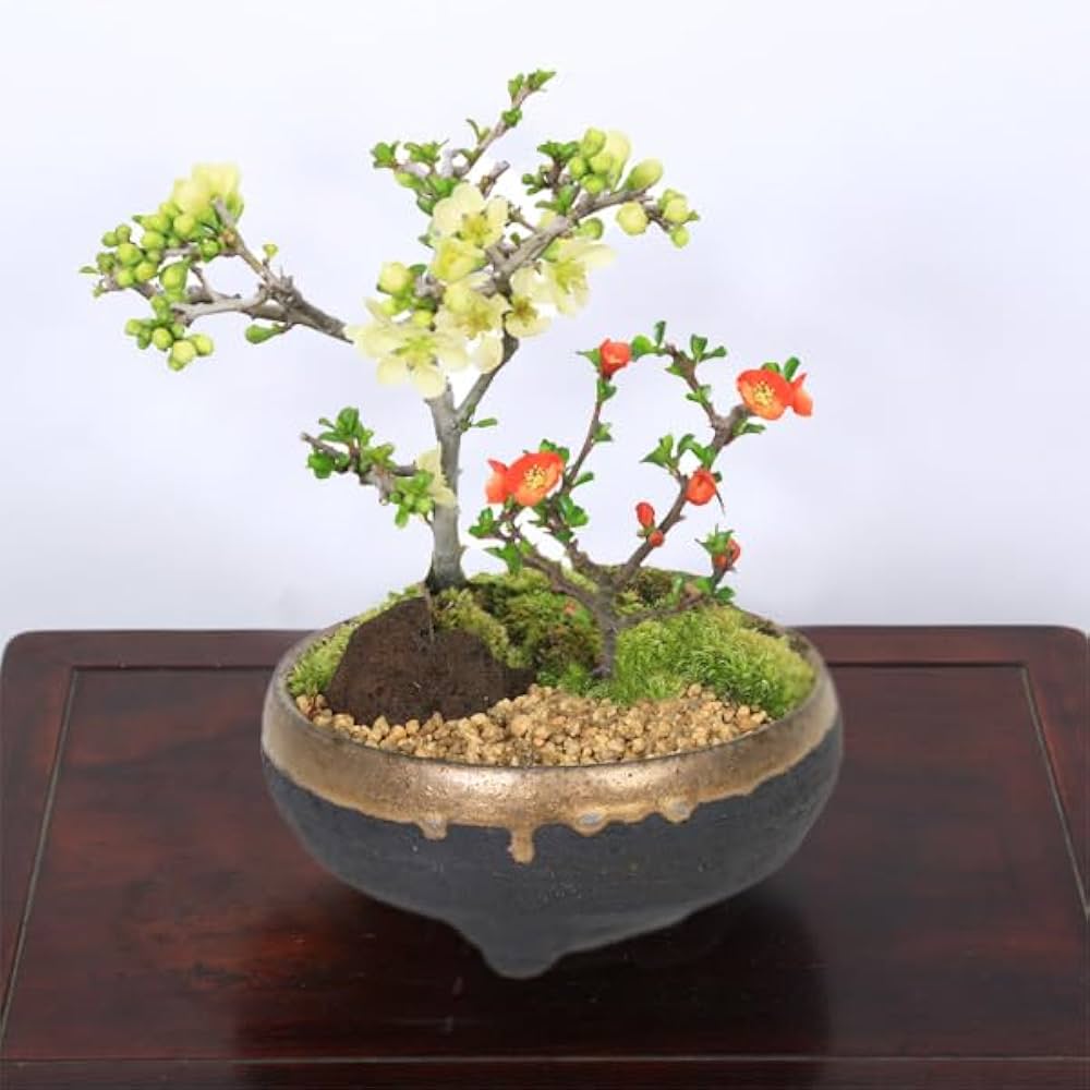 Amazon.co.jp: 遊恵盆栽 小品盆栽：紅白長寿梅寄せ植え（黒イブシ金彩