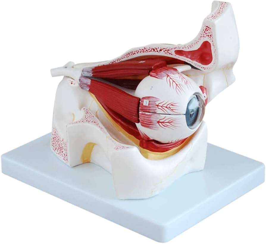 Amazon.co.jp: 医療モデル 眼球解剖学モデル 6x 拡大眼球解剖学モデル