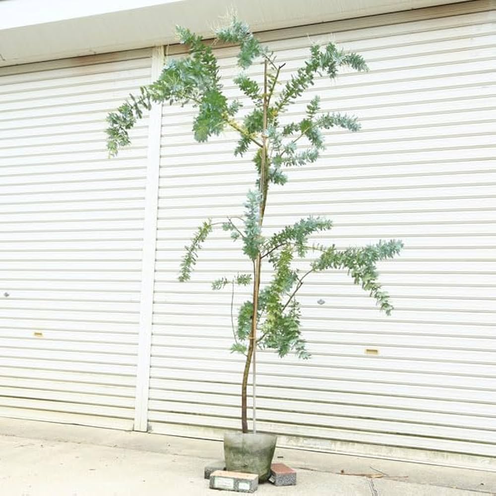 Amazon | 庭木：銀葉アカシア（ミモザ）ギンヨウアカシア 樹高：約