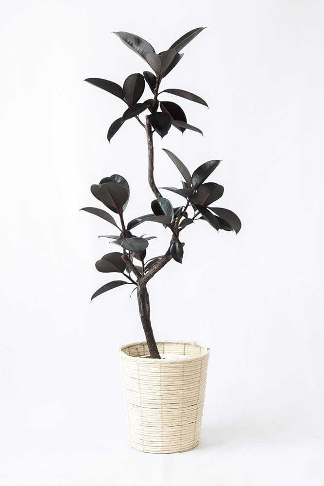 Amazon｜観葉植物 本物 フィカス・バーガンディ曲がり樹形 7号鉢