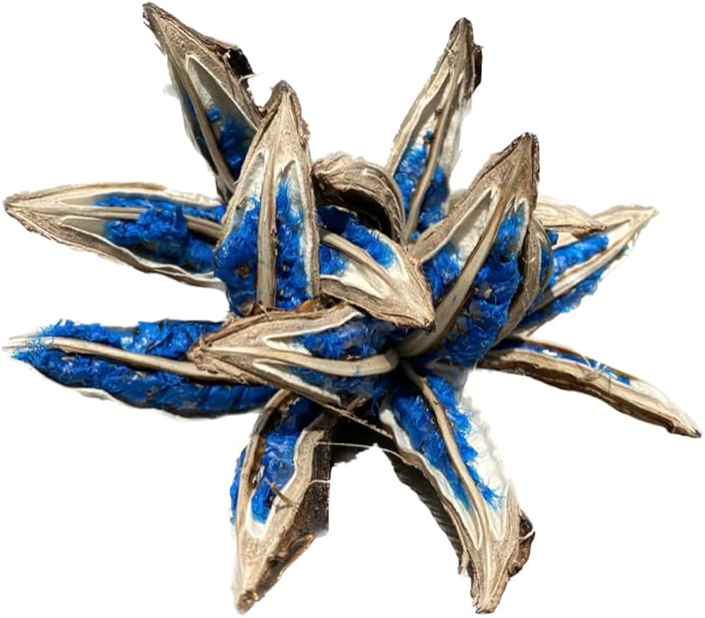 Amazon｜BLUE PEARL タビビトノキ 旅人の木 レア植物 Medium size