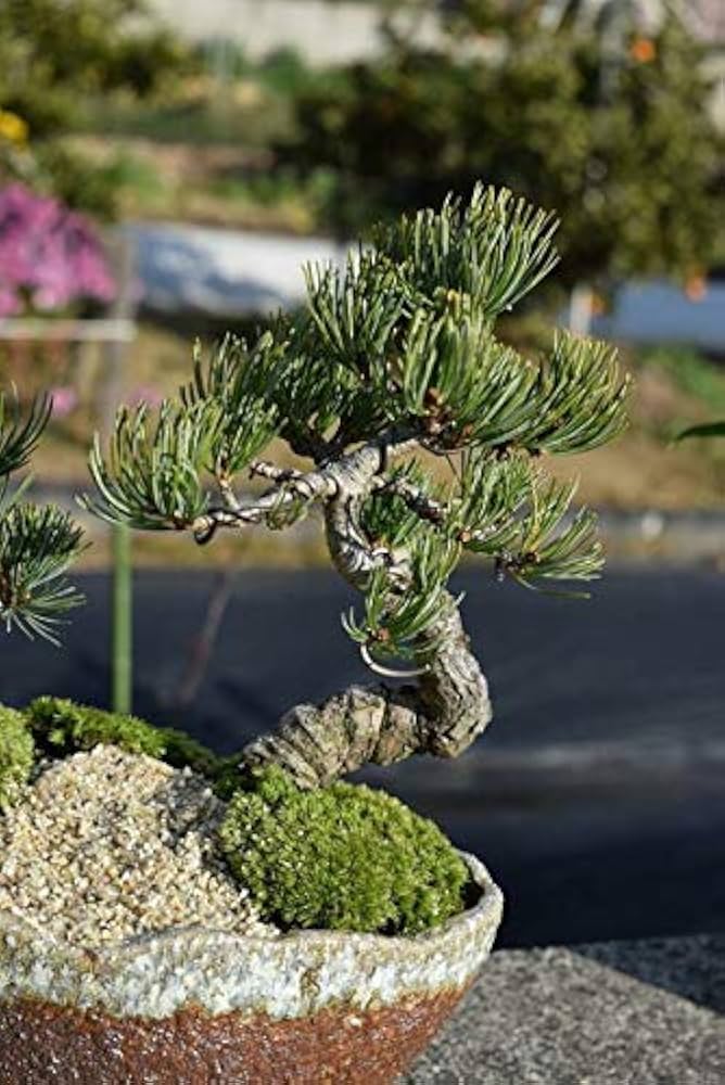 Amazon.co.jp: 【祝松盆栽】寄せ植え五葉松盆栽 : DIY・工具・ガーデン