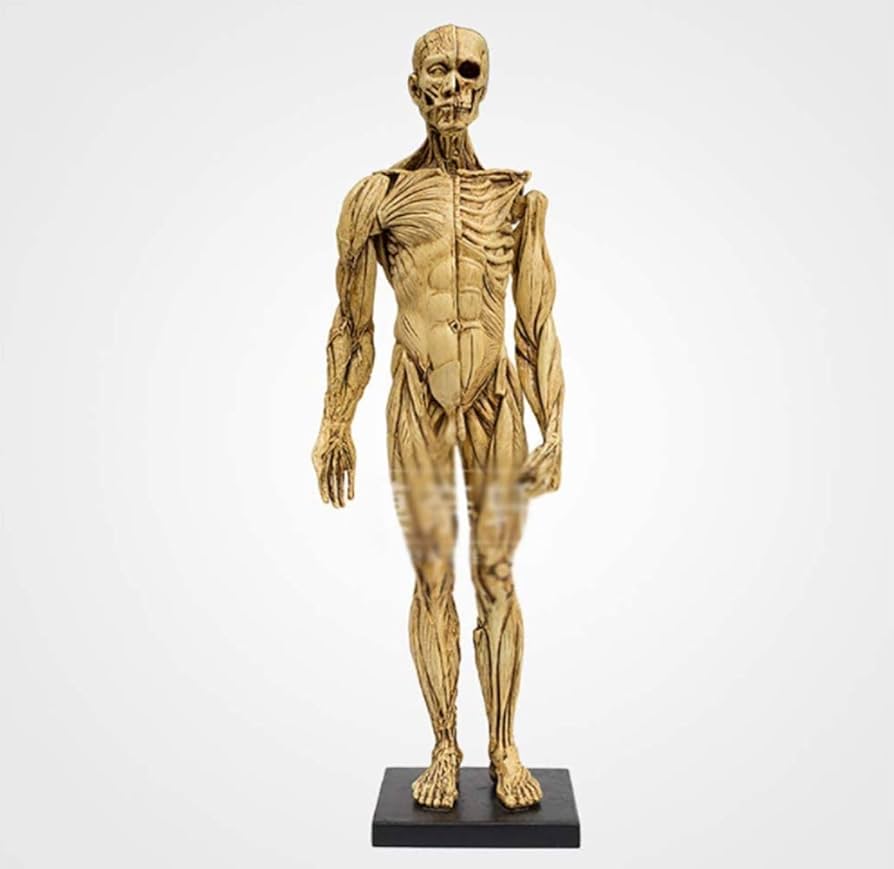 Amazon.co.jp: 人間の頭蓋骨の頭の体の解剖学モデル、高さ23.6インチの