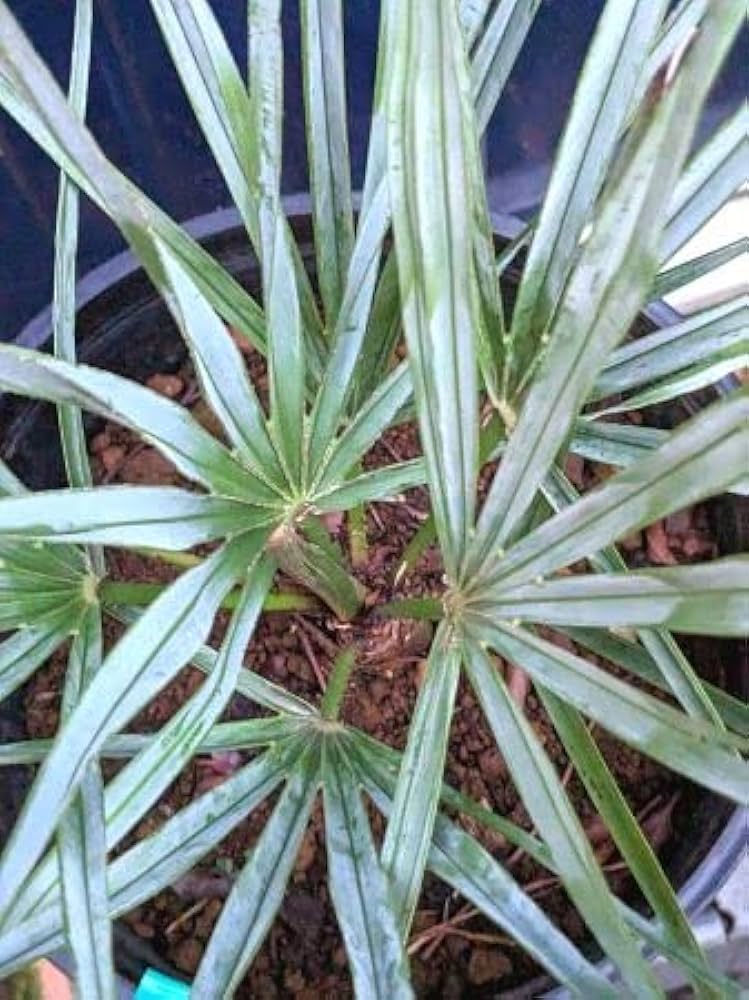 Amazon.co.jp: お任せ株◇チャメロプス フミリス セリフェラ 7号