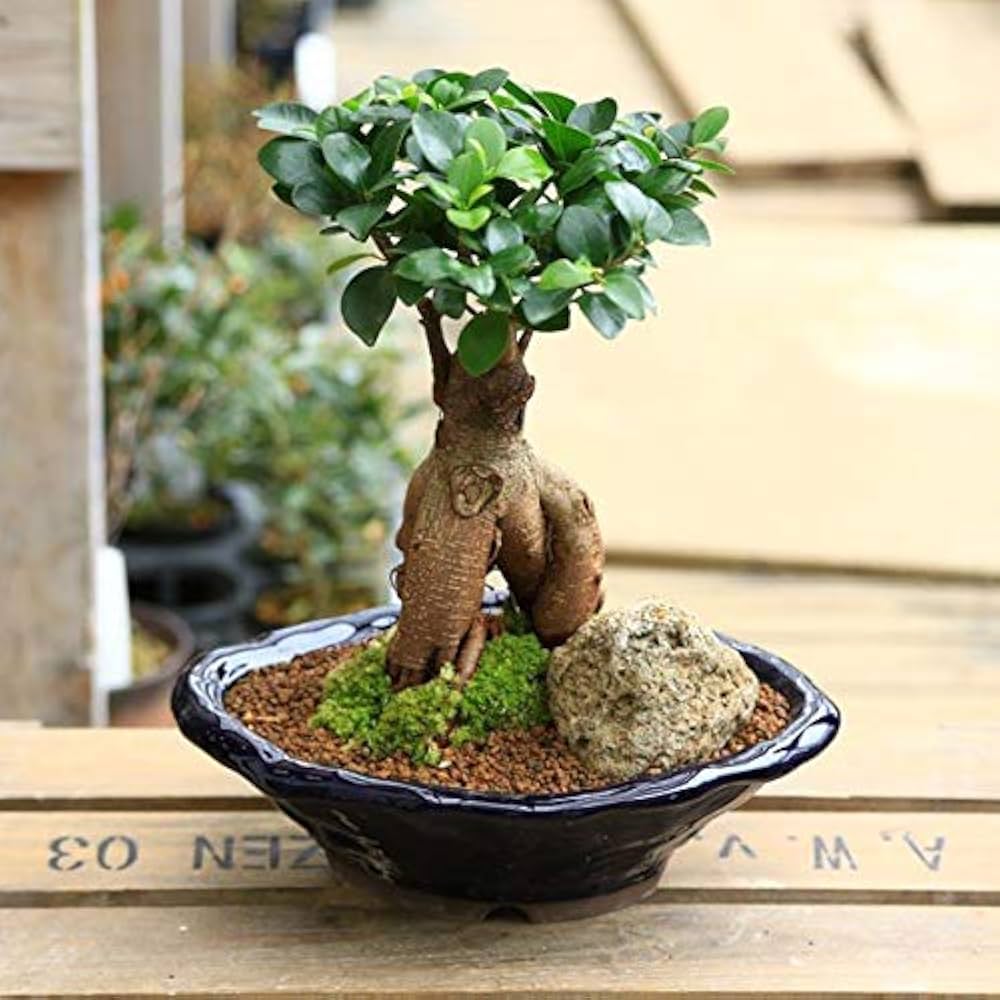 Amazon.co.jp: 遊恵盆栽： 特選ガジュマル(多幸の樹)*(苔・石付き)(青