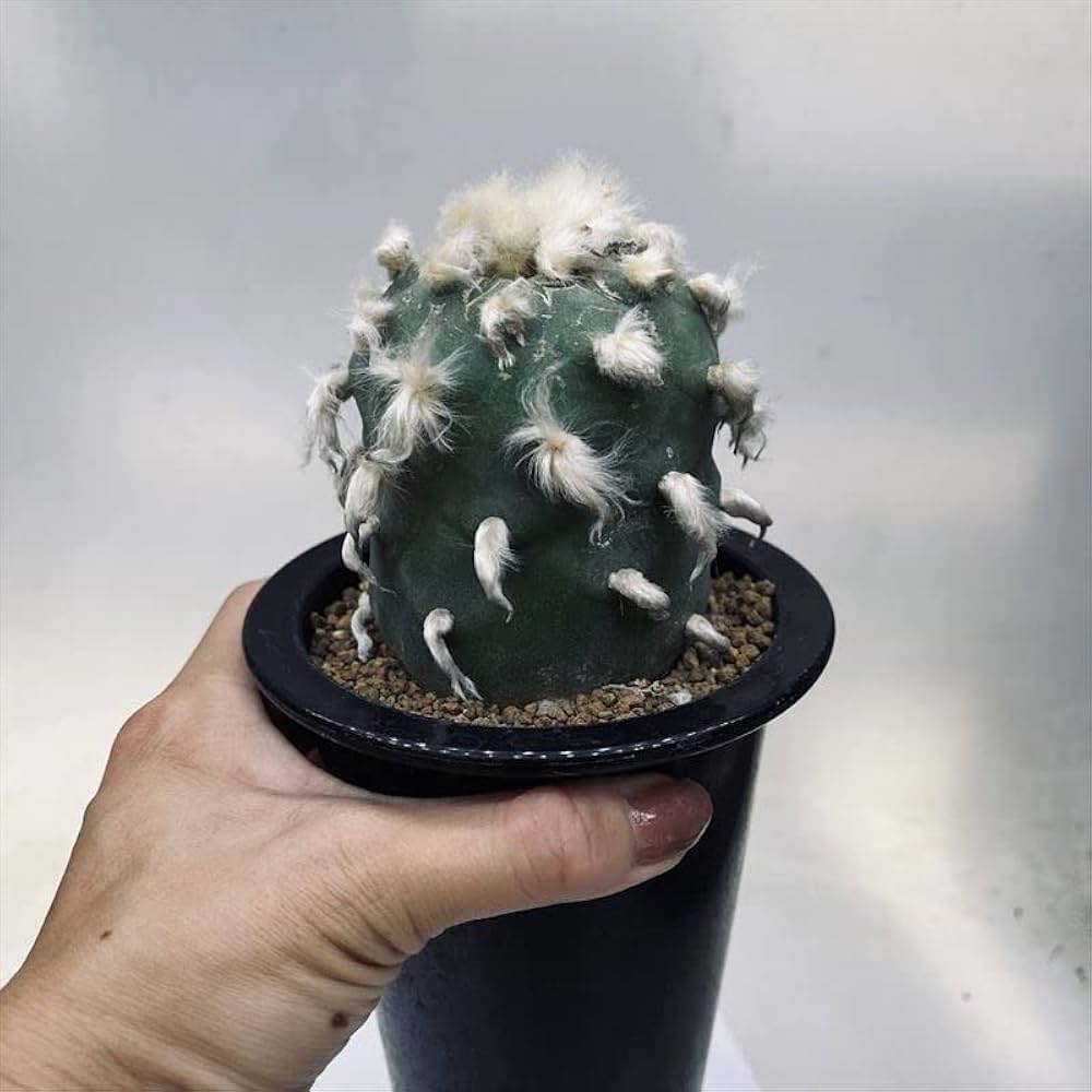 Amazon｜サボテン：ロフォフォラ ディフューサ 翠冠玉 自根 L＊｜観葉