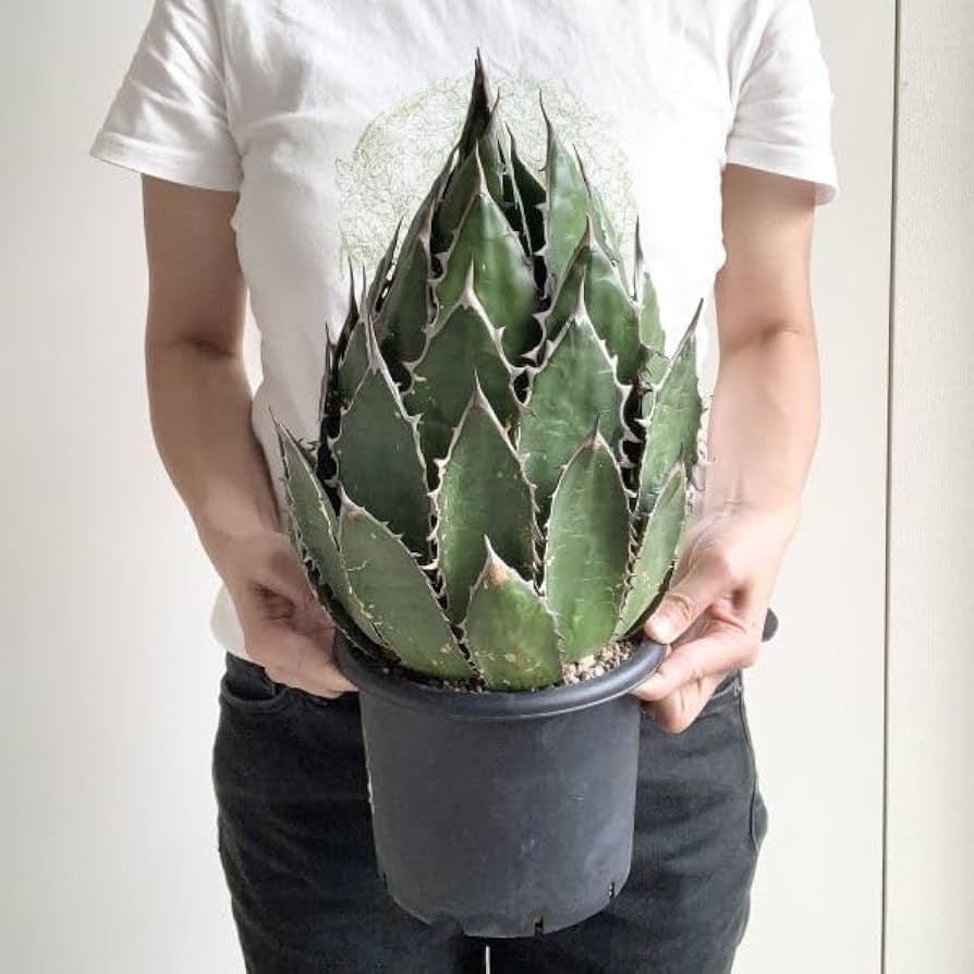 Amazon.co.jp: IR1576限定割引！！超大株！ 選抜強棘株！アガベ ホリダ