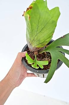 Amazon.co.jp: P.coronarium dwarf spored① @bikamori com