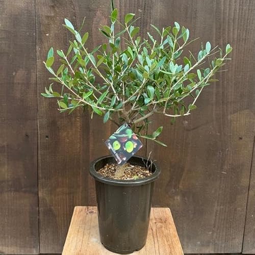 観葉植物 5号 オリーブの木」の人気商品一覧 | 安い商品を通販サイト