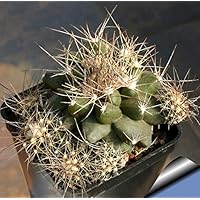 Amazon.co.jp: 【種子】Copiapoa Cinerea ◇コピアポア・シネレア／黒