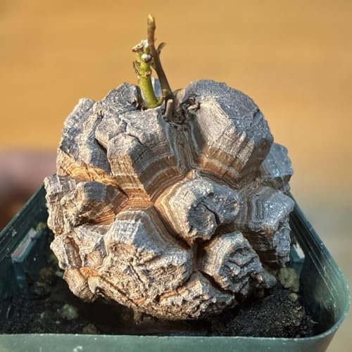 観葉植物 コーデックス 亀甲竜」の人気商品一覧 | 安い商品を通販