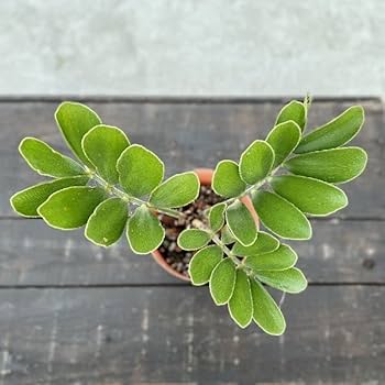 51JsGY7Q2qL._AC_UF350,