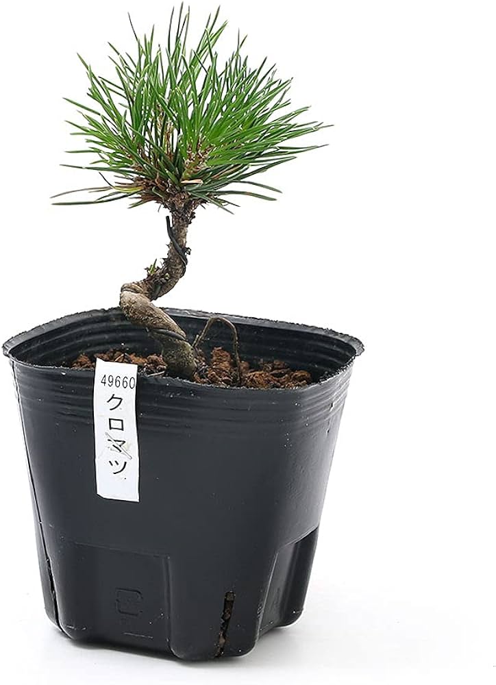 Amazon.co.jp: （山野草）盆栽 マツ（松）クロマツ（黒松）苗 樹形