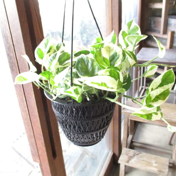 Amazon｜ポトス エンジョイ 5号吊り鉢 鉢植え 吊り下げ ぶら下げ