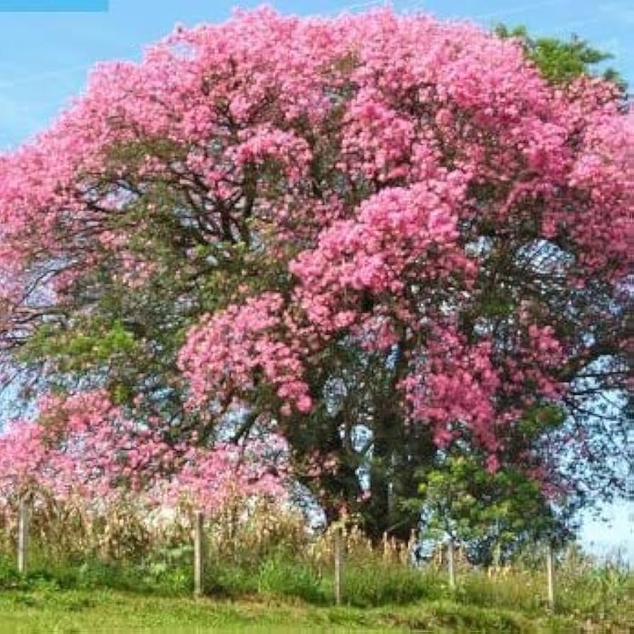 Amazon.co.jp: 【種子】Ceiba Speciosa/Chorisia speciosa